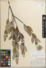 Foto von Salix myricoides Muhl.